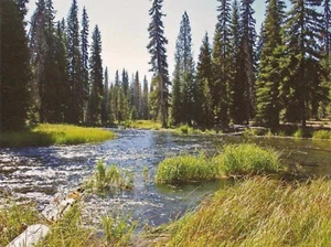 Postcard Oregon Deschutes River at Little Lava Lake Deschutes County MINT Unused - Picture 1 of 1