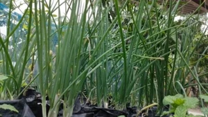 Garlic Chives (Allium tuberosum) 1.0g = Approx. 220 seeds. - Picture 1 of 2