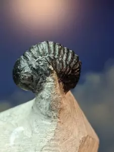 Trilobite Fossil Gerastos Tuberculatus on prepped matrix 43mm x 36mm Beautiful - Picture 1 of 7