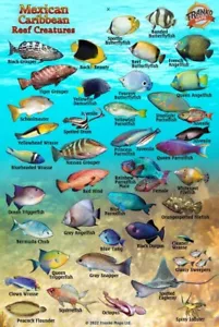 Mexican Caribbean Reef Creatures Guide Waterproof Fish Card Franko 4" x 6" - Picture 1 of 2
