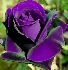 10 piezas Semillas de Flor Púrpura Rosa Rara Increíblemente Hermosa Semilla de Flor Rosa Púrpura - Imagen 1 de 2