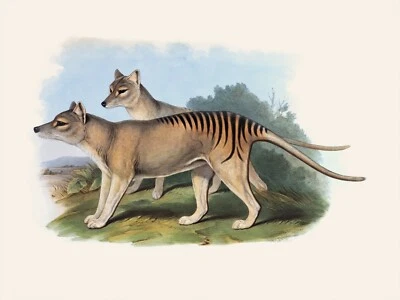 John Gould Tasmanian Tiger Framed Print Canvas wall décor Vintage Art painting - Image 1 of 3