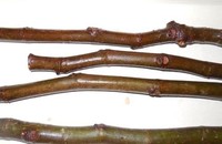  Fig tree Bourjassotte Noire- 5  unrooted cuttings similar to pictured