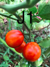 20 graine tomate cerise JAN'S (bio/reproductible) frais de port unique