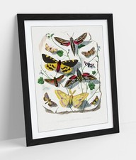 PAUL GERVAIS, BUTTERLIES AND MOTHS -FRAMED WALL ART POSTER PRINT 4 SIZES