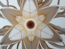Tokyoplastic MTV Flower 2 Print Set 10 x 28 inches 1000 ex 2004
