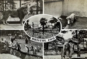 Bristol Zoo, Harvey Barton & Son Real Photo Postcard RPPC Vintage Postcard Avon - Picture 1 of 2