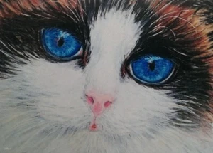 ACEO PRINT - RAGDOLL CAT gatos gatito mascotas ojos azules dibujo boceto tarjeta por EMMA - Imagen 1 de 3