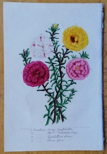 Portulaca - Van Houtte Botany - 1852 - Picture 1 of 1
