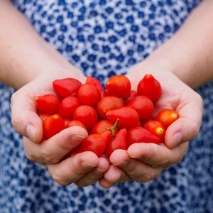 Tomato Miniature Red Pear 20+ seeds HEIRLOOM vegetable garden SPRING SUMMER easy - Picture 1 of 1