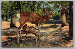 Postcard c1944 Deer Nursing Fawn Grand Canyon Arizona - Picture 1 of 2