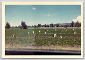 Foto encontrada de agricultores cosechando zanahorias cerca de Celaya México década de 1960 vista de carretera - Imagen 1 de 2