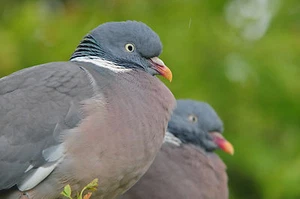 Wood Pigeons POSTCARD Bird Steve Greaves Print Card Photo Wildlife Nature Card - Picture 1 of 1