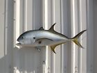 26" Jack Crevalle Two Sided Fish Mount Replica - 2 Week Production Time