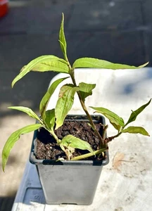 2 X Vietnamese Coriander Laksa Leaves Daun Kesom, Kesum Herb Plant 9cm pot - Picture 1 of 5