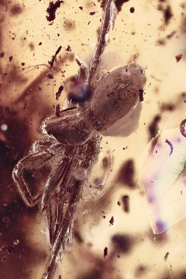 完好巨大蜘蛛化石波罗的海琥珀麂皮绒皮革吊坠 14.5 克 50225-2 — 第 1/4 张图片