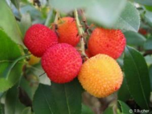 SAMEN schnellwüchsiger ERDBEERBAUM - winterhart leckeres Obst ganzjährig