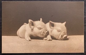 Two Cute Sleeping Baby Pigs Huddled Together ~ Piglets ~ Antique Postcard - Picture 1 of 2