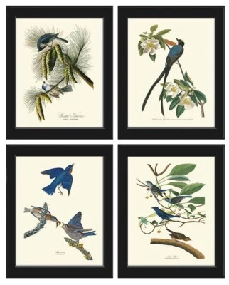 Audubon Bird Prints Vintage Antique Bird Home Wall Art Set of 4 Unframed