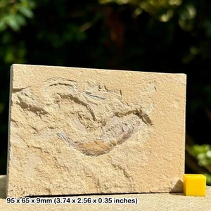 Seltene Carpopenaeus callirostris fossile Garnelen - Oberkreide, Hjoula, - Bild 1 von 1