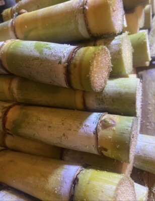  Sugar Cane Fresh Cut, Sugarcane Chew it juic...