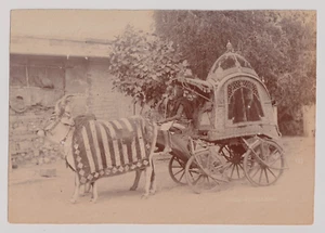 10x14,5 - INDE Madhya Pradesh - Attelage à Ajnore - Vintage print c.1890 - Bild 1 von 2