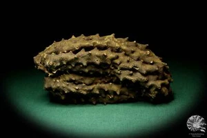 Annona muricata Südamerika Annone rezent Trockenfrüchte dried fruit speciem Deko - Bild 1 von 5