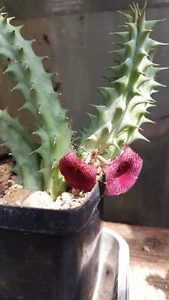 Huernia aspera - Imagen 1 de 3