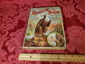 Vogelmuseum, einfache Geschichten des gefiederten Königreichs, 1909, Lida Brooks Miller - Bild 1 von 12