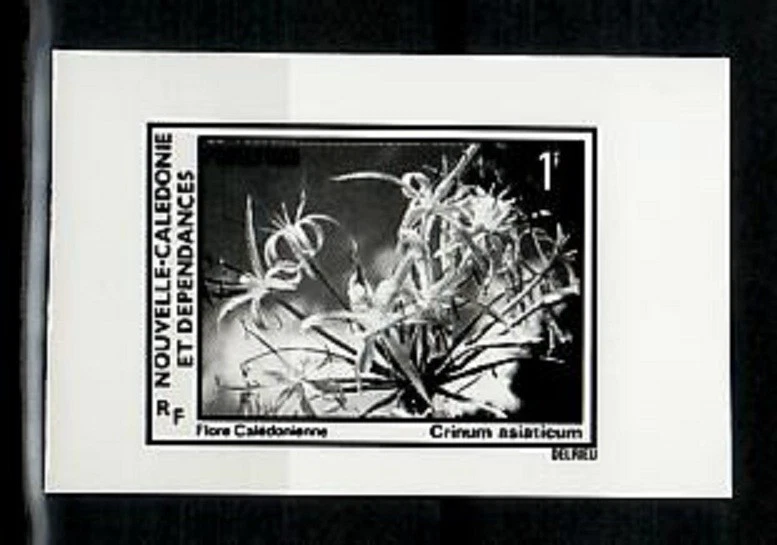 Фотоэссе, Новая Каледония Sc483 Флора, Растение, Crinum Asiaticum. - Изображение 1 из 1