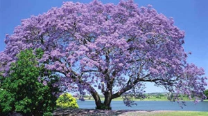 Paulownia fortunei (Empress Tree) 50 to 50,000 Seeds | RARE Garden Flowers | UK - Picture 1 of 4