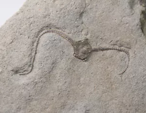Schlangenstern, Palaeocoma ergertoni, Jura, Pliensbach, Eype, Dorset, UK -eb7831 - Bild 1 von 6