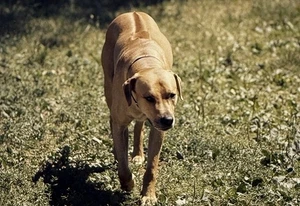 Vintage Foto Dia Hund posiert - Bild 1 von 2