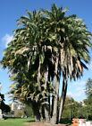 SAMEN Palmenbaum SENEGAL-PALME Diele frische Samen erstklassige frische Saat gut