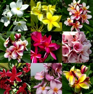 8 graines de PLUMERIA EN MELANGE (Plumeria Rubra Mix) G10 SEEDS SEMI SAMEN - Picture 1 of 1