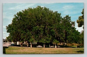 THE EVANGELINE OAK St. Martinville, Louisiana Postkarte - Bild 1 von 2
