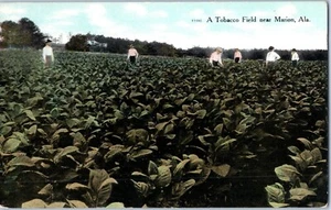Tobacco Field near Marion Alabama Postcard - Picture 1 of 2