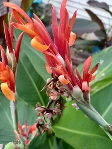 Orange Canna Lily Bulbs. (3) Bulbos de coyoles anaranjados (3) Rhizome Bulbs - Picture 1 of 11
