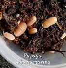 40+ Papaya Cubaris Murina Isopods Plus Free Springtails!