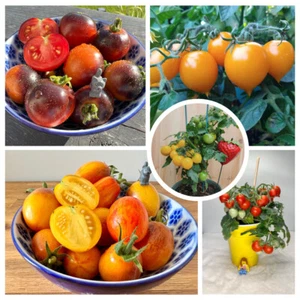 Micro Tomato Universe Starter Pack -10 Unique Micro Dwarf Varieties (solanum lyc - Picture 1 of 8