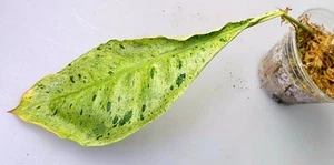 Philodendron Joepii x Paraiso Verde Híbrido - Imagen 1 de 5