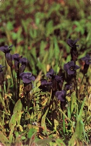 Fringed Gentians (Flower) Yellowstone, Wyoming Vintage PC Posted 1967 - Picture 1 of 2