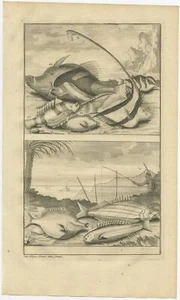 No. 16 Fish Species - Valentijn (1726) - Picture 1 of 1