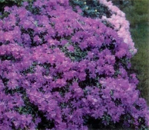 Rhododendron 'Karin Seleger' Live Plant Evergreen Purple Flower Clusters - Picture 1 of 2
