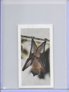 1958 African Fruit Bat Horniman's Tea Wild Animals Card #15 Series of 48 - Picture 1 of 2