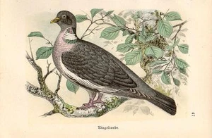 1899 HOFFMANN BIRDS CHROMO common wood pigeon - Picture 1 of 3