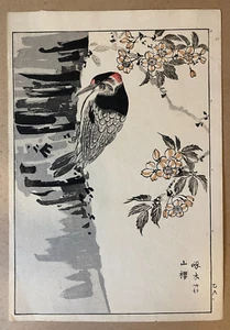 Imao Keinen Japanese Woodblock Print - Woodpecker - Cherry Blossoms - Picture 1 of 1