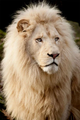 Лев король джунглей дикое животное джунгли животное стены домашнего декора - плакат 20 x 30 - Изображение 1 из 3