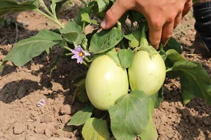 Aubergine "Applegreen" Demeter BIO-Saatgut, 15 Korn - Bild 1 von 2