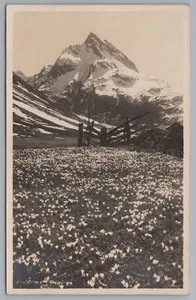 Galtür Tirol Österreich - Frühling im Gebirge Krokus - AK altes Foto 1930er - Picture 1 of 2